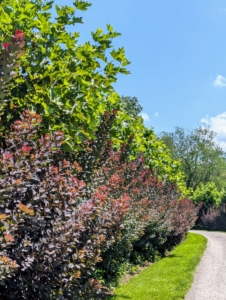 On both sides of the carriage road in my middle hayfield, I planted an allée of London plane trees and about 100 royal purple smoke bushes, Cotinus coggygria.