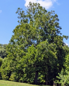 Beautiful Trees in Summer – The Martha Stewart Blog Beautiful Trees in Summer – The Martha Stewart Blog