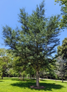 This is a ginkgo. Ginkgo biloba, commonly known as ginkgo or gingko, and also known as the maidenhair tree, is the only living species in the division Ginkgophyta. It is found in fossils dating back 270-million years. Native to China, the ginkgo tree is widely cultivated, and was cultivated early in human history. I have many ginkgo trees planted around the farm.