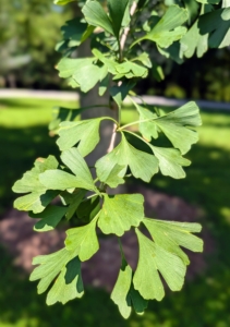 The leaves are unusually fan-shaped, up to three inches long, with a petiole that is also up to three inches long. This shape and the elongated petiole cause the foliage to flutter in the slightest breeze.