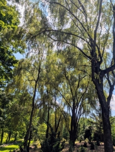 From a distance, everyone notices the weeping willows. These are in a grove at the edge of my pinetum. Weeping willows are wide and tall with graceful curtains of drooping branches that sweep the ground.
