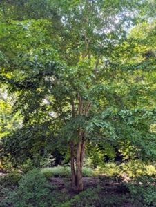 The Japanese Stewartia is native to Japan, Korea, and the southeastern United States. It is a slow-growing, all-season performer that shows off green leaves in spring, white flowers in summer, and colorful foliage in autumn. I love stewartias – after all, my name is “Stewart.”