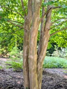 One of the most appealing features is the Stewartia’s bark. It is multi-colored and peels away in strips.