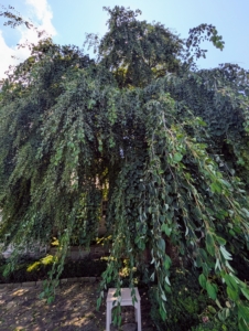 Outside my Winter House is this weeping katsura. Cercidiphyllum japonicum f. pendulum has pendulous branches that fan out from the crown and sweep the ground. Caramel-scented foliage emerges bronze or purple-red, turns blue-green, then fades to gold or apricot in autumn.