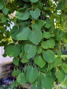 One of the most distinctive features of the katsura is its heart-shaped leaves. These leaves grow opposite each other along the branches.