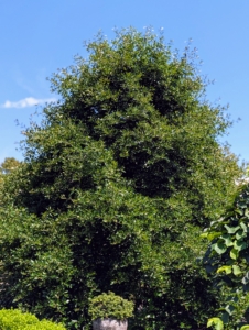 Nearby, off my terrace parterre is this beautiful Nyssa sylvatica, or black tupelo – a medium-sized deciduous tree native to eastern North America from the coastal Northeastern United States and southern Ontario south to central Florida and eastern Texas, as well as Mexico. Its summer leaves are a bold dark green.