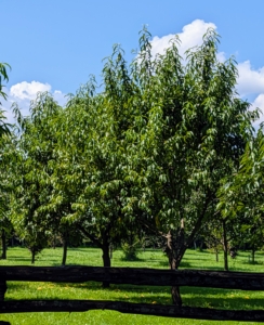 It won’t be long before I'm enjoying the fruits from my orchard. My orchard surrounds three sides of my pool. I planted more than 200-fruit trees here, many of which started as bare-root cuttings.