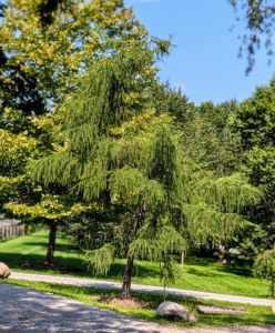 This is a weeping larch, Larix decidua ‘Pendula’. It has bright lime green needles in spring, which turn gold before dropping in fall. I liked this specimen because of its growth habit - it almost looks like an "S."