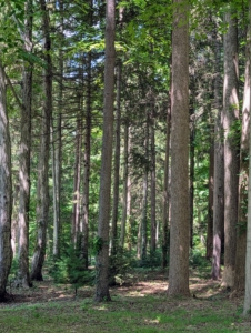 And this is a view through the woodland, where I've also planted thousands of trees. I love how all the trees here look in the landscape and how they change through the seasons. Most importantly, I am proud to plant as many as I can for the environment – trees help combat climate change, provide habitat and food for birds and other animals, and release oxygen for us to live. I hope you can enjoy and appreciate the many trees where you are.