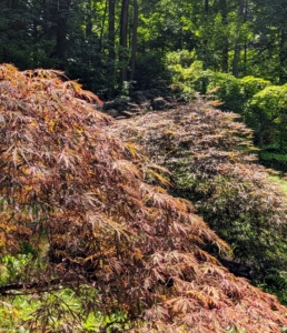 I have many Japanese maples in this woodland near my chickens. I dedicated this area to my late sister, Laura, who loved Japanese maples. I always look forward to their gorgeous displays of color, especially in autumn.