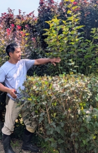 The outer hedge is a combination of alternating Physocarpus and Cotinus shrubs. Here, Pasang shows the growth since these hedges were last pruned just a couple months ago.