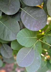 Also known as smoketree or smoke bush, Cotinus is a genus of two species of flowering plants in the family Anacardiaceae, closely related to the sumacs. It's a great choice for massing or for hedges. This variety has stunning dark red-purple foliage that turns scarlet in autumn.