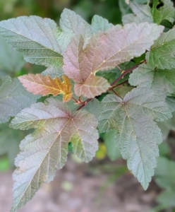 Physocarpus is commonly called ninebark, and is an upright, spreading, somewhat coarse, deciduous, Missouri-native shrub which is closely related to the genus Spiraea. It boasts a deep green to burgundy foliage with ovate to rounded usually three to five lobed leaves that are dull green in summer changing to an undistinguished yellow in fall. Then its color veers toward bronzy red by the time the leaves fall in late November.
