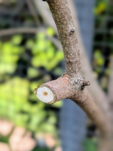 Pasang cuts off any dead or crisscrossing branches first. The rule of thumb when pruning is to cut the dead, diseased, damaged, non-productive, structurally unsound, or otherwise unwanted plant material.