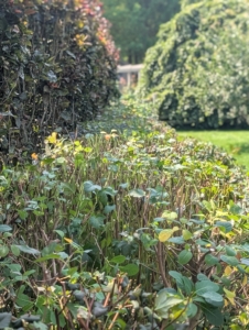 Here’s a look at one section of the newly pruned hedge – so straight all the way down. Pruning this side also allows more light to get to the growing beech hedge.