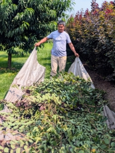 It doesn’t take long for the ground to fill with clippings. Always work on a tarp to collect the cuttings. This makes cleaning up fast and efficient. thanks Pasang.