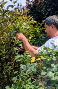 Pasang prunes everything by hand, so it takes a while to trim all the way around the pool. area.
