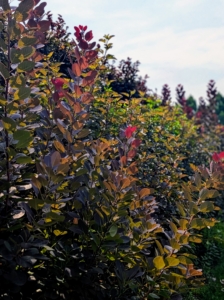 All of it is surrounded by the necessary pool fence disguised by tall hedges. The fence is between the hedges. The taller hedge in the back is planted columnar beech trees.