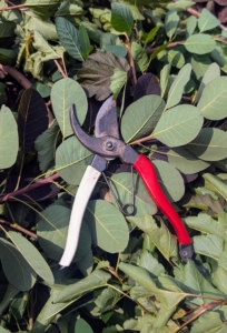 For this hedge, Pasang uses his Okatsune hand pruners. Pruning shears, hand pruners, or secateurs are a type of scissors used on plants. They are strong enough to prune hard branches of trees and shrubs, sometimes up to an inch thick. Everyone on the crew has a pair.