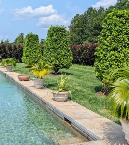 A couple of years ago, I planted six Ginkgo biloba Goldspire™ Obelisk trees around the pool.