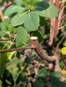 Pruning means to lop or cut off any superfluous branches or shoots for better-shape and better growth. These look fuller every year – in part because of the regular pruning.