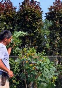 Here, one can see the four foot tall fence between the plantings.