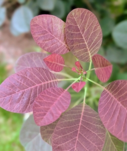 Some leaves are already showing off their pretty color changes. The leaves are uniquely smooth and rounded.