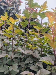 Physocarpus and Cotinus are medium‑to‑fast‑growing shrubs that can easily add more than 24 inches in height per year once established.