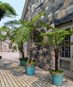 In another area of the stable courtyard are my potted Australian tree ferns with their lacy feathery fronds and scale-covered trunks.