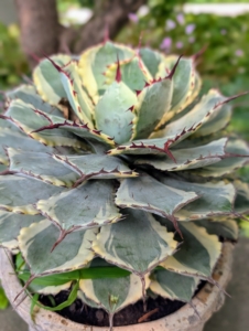I also bring out many of my agaves and depending on their size, display them on stone ledges around my home.