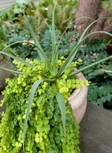 This potted succulent outside my carport is underplanted with Lysimachia, a low and fast growing ground cover that spreads and flows nicely over the pot edges.