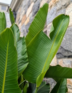 Another plant in my tropical collection is Bird of Paradise, Strelitzia nicolai – a species of evergreen tropical herbaceous plant with gray-green leaves that grow up to 18-inches long. The leaves are paddle shaped and split naturally to allow wind to pass through the foliage without uprooting the plant or damaging its roots.