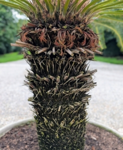 Below the foliage of the sago palm is the bare section of trunk where leaves were once cut. The rough trunk becomes leafless as it ages.