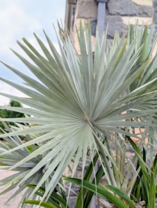 Grown for its striking foliage color and texture is the Bismarckia nobilis, or Bismarck Palm. This evergreen palm has broad, rounded, stiff, intensely steel-blue, fan-shaped fronds that can grow to four feet long and wide.