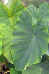 Here are the large leaves of a green colocasia. In contrast to Alocasia, the leaf tip of colocasia points downwards.