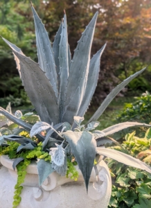 Here is a blue agave with its long, narrow, fleshy silvery-blue leaves. Do you know… tequila is distilled from the sap of blue agave?