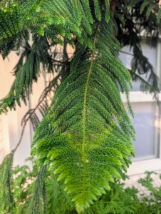 Norfolk pine fronds are soft, dark green, awl‑shaped leaves arranged in a tight, overlapping spiral that gives them a feathery, textured appearance.