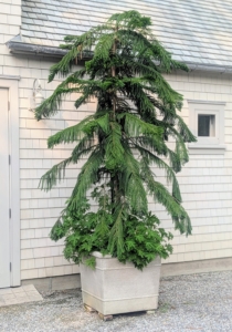 I have several Norfolk Island Pine trees displayed around the farm. These are large, evergreen conifers with a symmetrical, pyramidal shape, straight trunks, and tiered branches arranged in whorls, with bright green soft, needle-like foliage. Mine are in excellent condition, but these trees cannot thrive in cold weather below 50 degrees Fahrenheit, so they are stored indoors in winter.