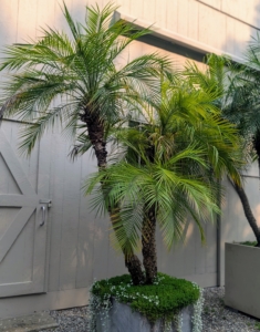 In front of my Hay Barn are potted Phoenix roebelenii, the Pygmy Date Palm. This is a dwarf evergreen palm tree with a slender trunk topped with a crown of fine-textured, arching green fronds.