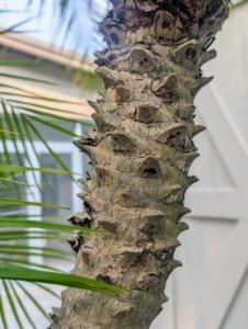 What makes the Pygmy Date Palm so attractive are the brown, textured trunks. These trunks can grow straight or crooked, depending on how the palm is placed as they tend to curve toward the light.