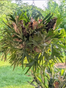 And under my pool pavilion this time of year - several very large staghorn ferns. The staghorn fern is an unusual and attractive epiphyte that thrives in the tropics. I adore staghorns and over the years have collected quite a few of these magnificent specimens.