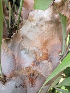 The plant has basal or shield fronds which are broad and wrap around the plant’s roots to protect them and collect organic matter.