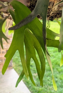 Staghorn ferns get their name from the distinctive shape of their fertile fronds, which closely resemble the forked antlers of a male deer or elk.