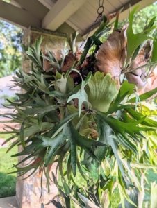 Staghorn ferns are low‑maintenance once established. These plants thrive in bright, indirect light, and benefits from high humidity - they love it here under my pavilion.