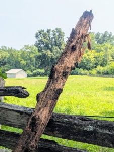 Here is the old post - this end is what was in the ground.