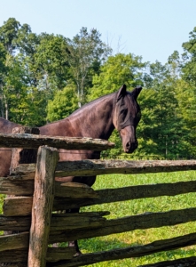 It is very important to maintain all these old fences. They look beautiful in the landscape, but they also keep my handsome steeds safe in their pastures.