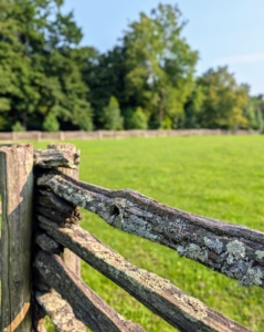 My donkeys, Friesian horses, and Fell pony get turned out into their paddocks every day, so it is important to maintain the fences and ensure they are all in good condition.