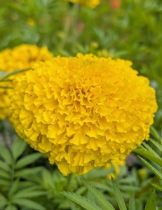 Also known as American marigold or African marigold, Aztec marigold, Tagetes erecta, is a showy, easy-to-grow annual that blooms from summer to the first frost. The huge, fragrant blooms, appear on top of one to four-foot stems and are available in various shades of orange, yellow, bronze, and creamy white.