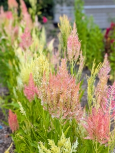 This is the most widely grown type - the feathery, flame-like Celosia flowers made of hundreds of slender, bracts from a central axis.