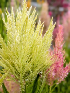 These celosia flowers also come in a vibrant array of colors including bright yellow, orange, pink, fiery shades of red, and deep purple.